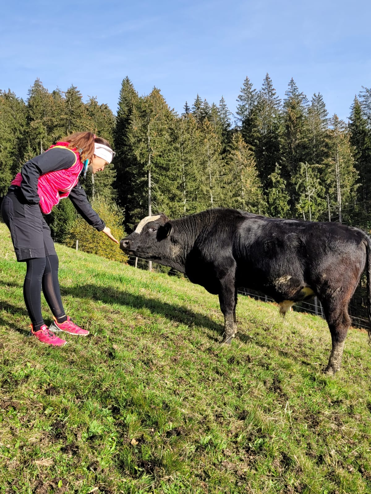 Kuh auf der Wiese bei der Aufters Alpe